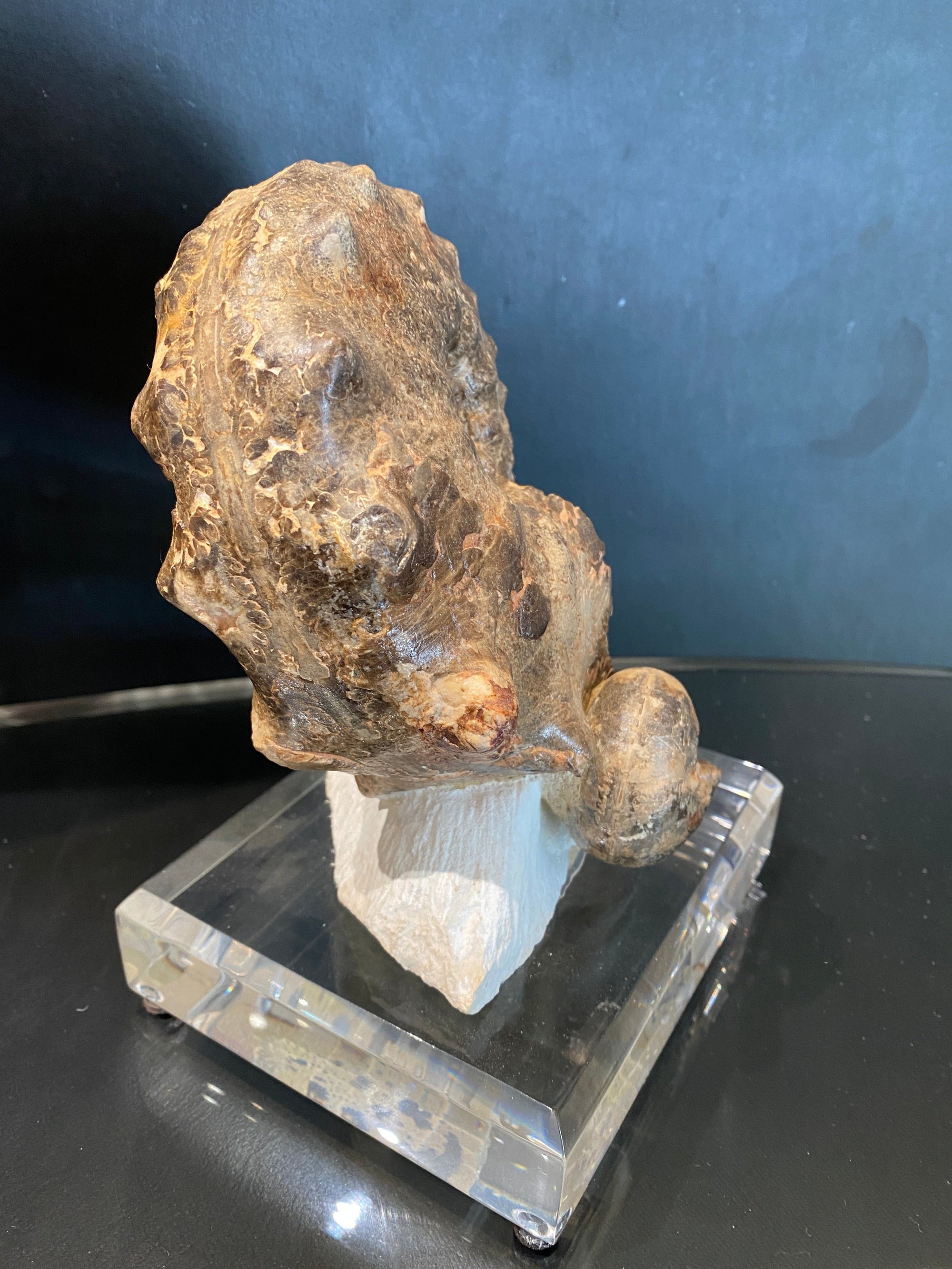 Mamites Ammonite fossil on Acrylic Base
