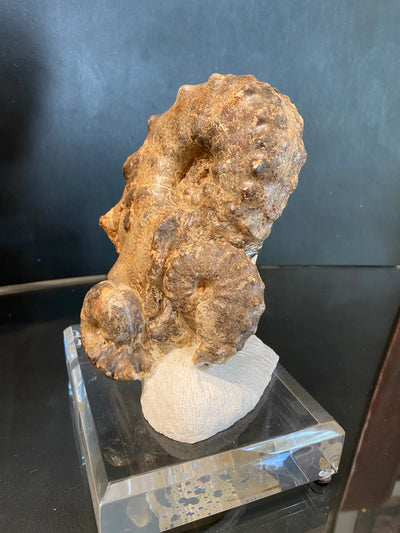 Mamites Ammonite fossil on Acrylic Base