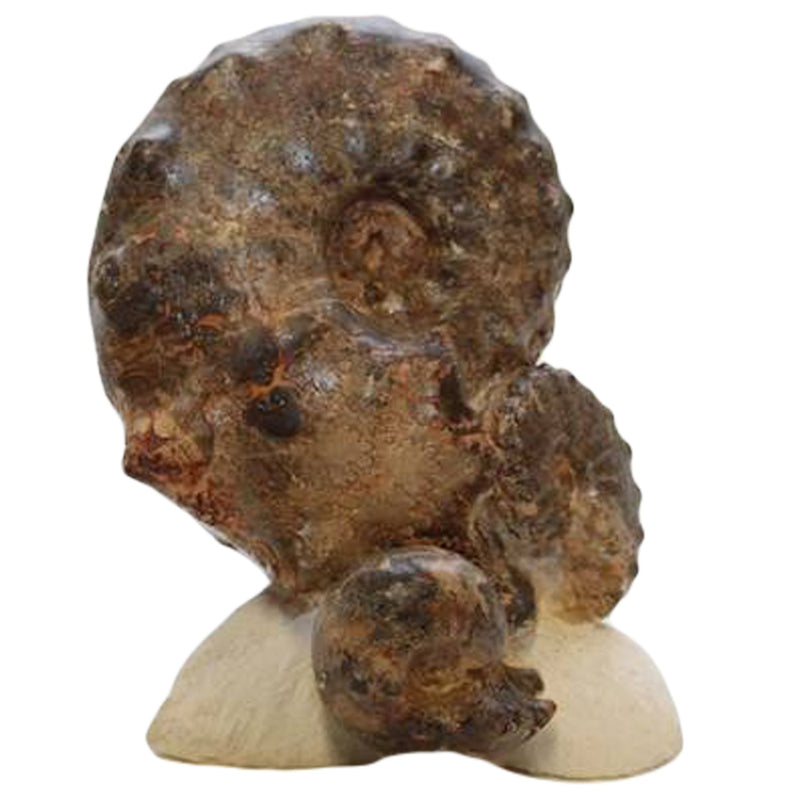 Mamites Ammonite fossil on Acrylic Base