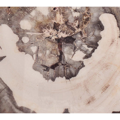 Petrified Wood Coasters