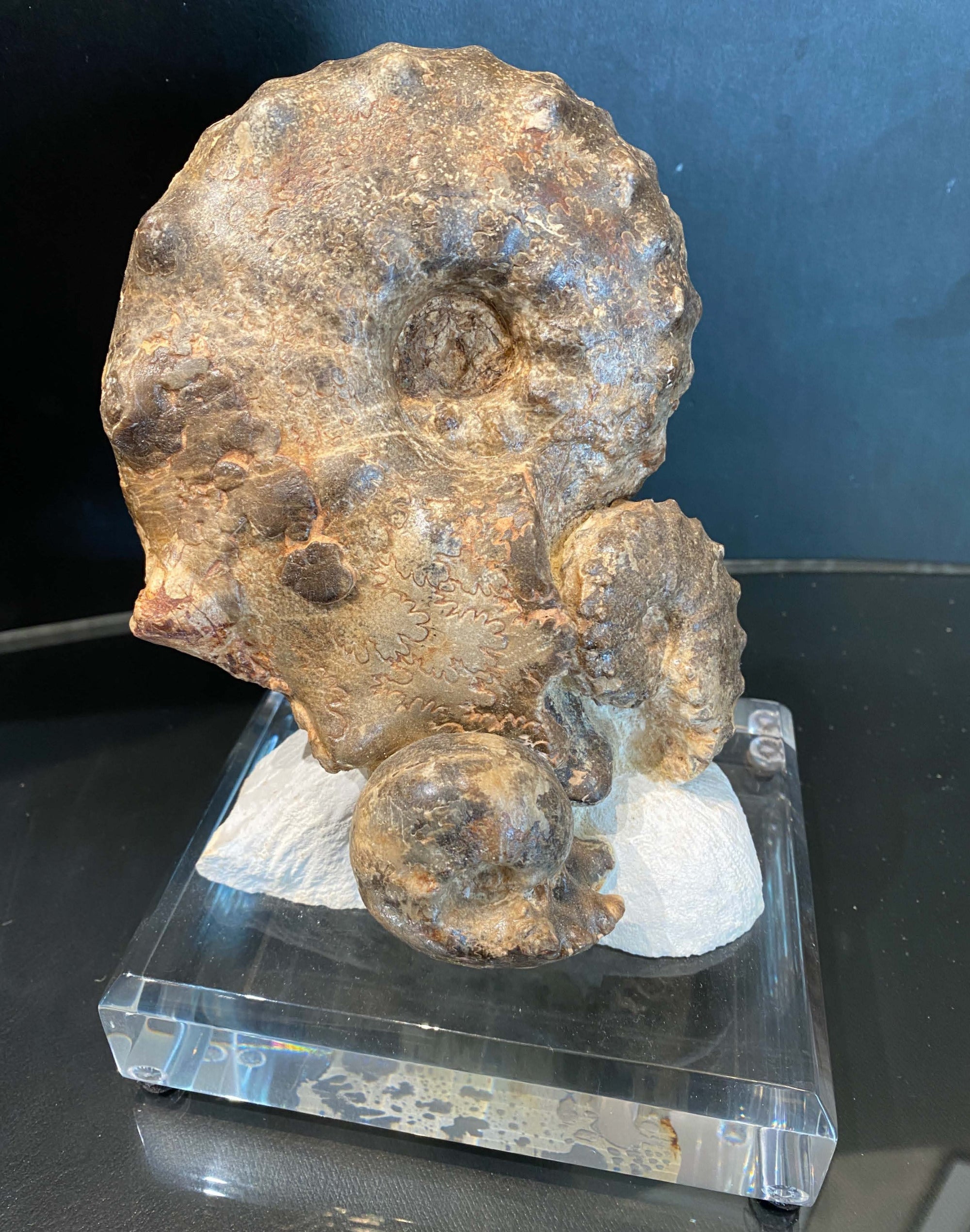 Mamites Ammonite fossil on Acrylic Base