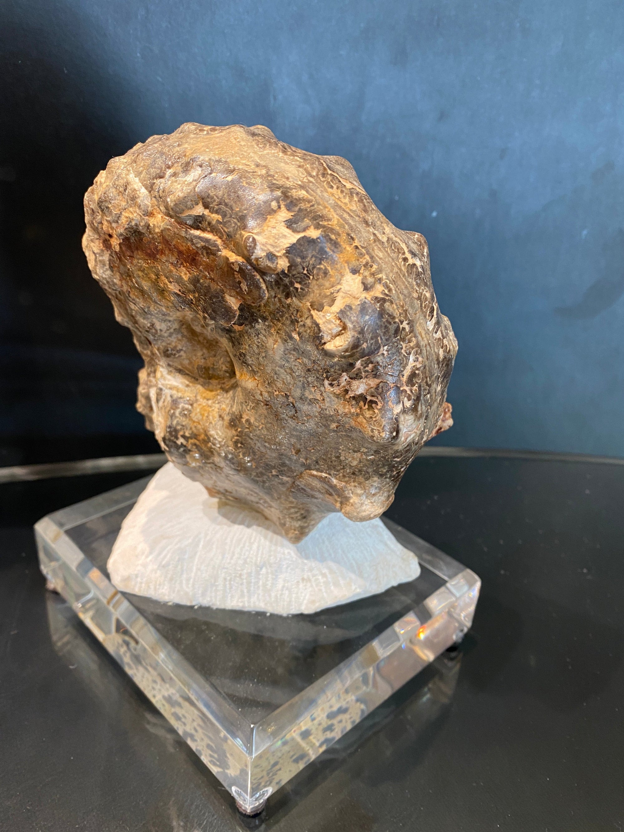 Mamites Ammonite fossil on Acrylic Base