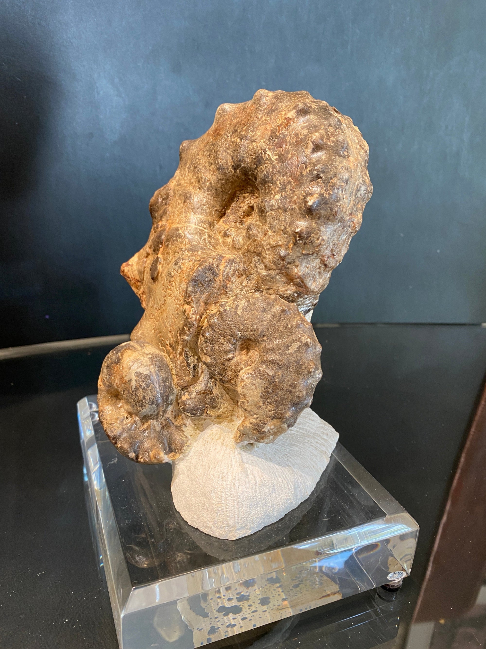 Mamites Ammonite fossil on Acrylic Base