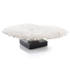 Table Coral on a Grand Scale