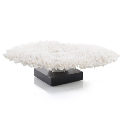 Table Coral on a Grand Scale