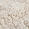 Table Coral on a Grand Scale