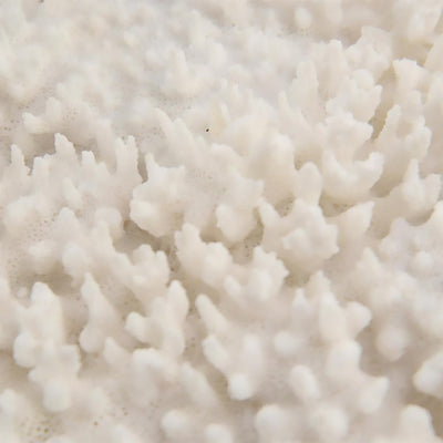 Table Coral on a Grand Scale
