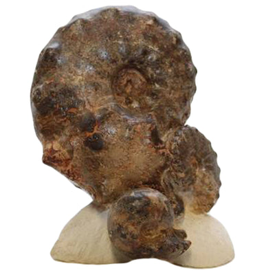 Decorative Fossil on Acrylic Beveled Stand: Mamites Ammonite