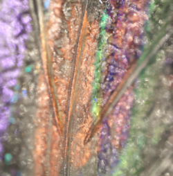 Plume 39" Round Pendant